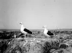 Havstrut, Larus Marinus, paret 31 maj 1930