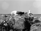 Havstrut, Larus Marinus, börjar skria liggande