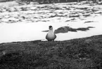 Fjelllabb, Lestris Bufforni, i boet. 13 juni 1911