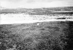 Fjelllabb, Lestris Bufforni, i boet. 13 juni 1911