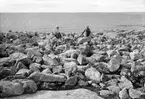 Biotop för tobisgrissla (Uria g. grylle) och törd(tordmule). Nanna och Grönlund? vid stranden.