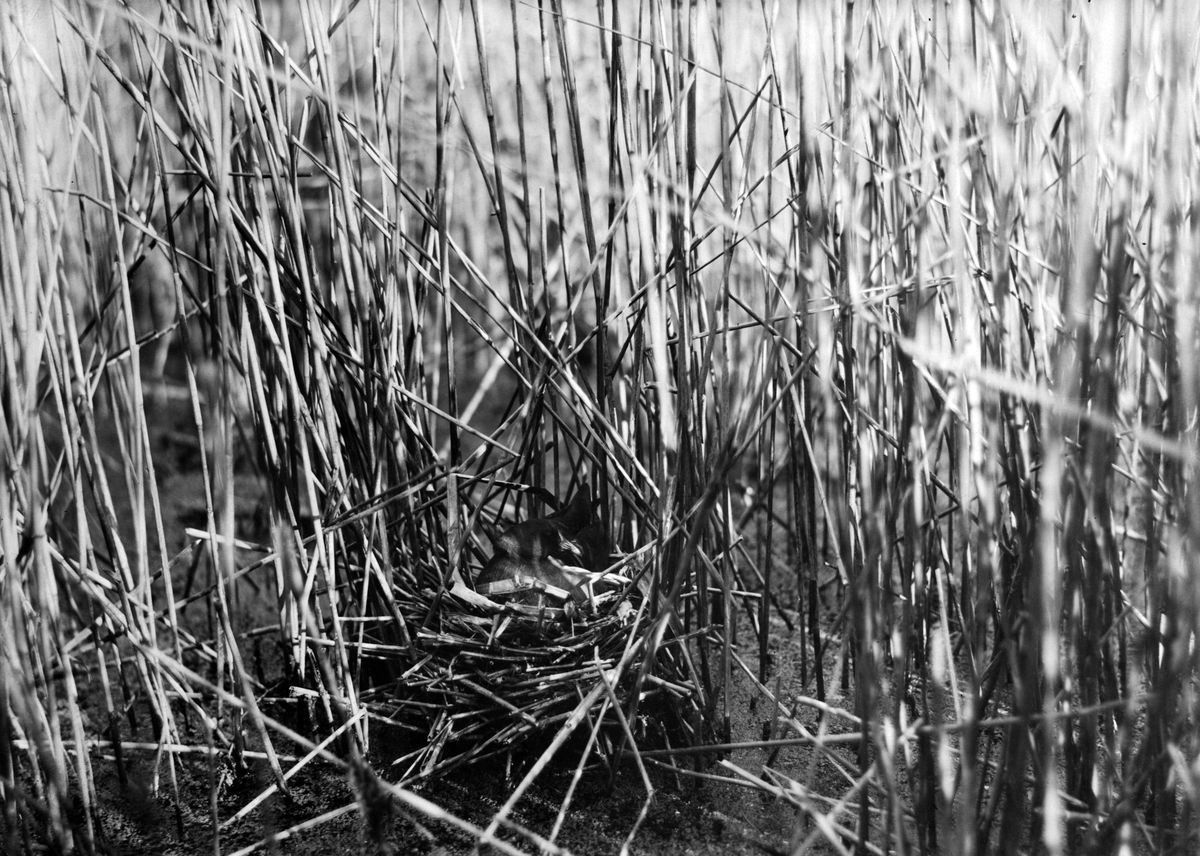 Rörhöna (Gallinula c. chlóropus) vid bo. 11 maj 1914.