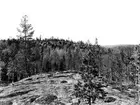 Häckningsplats för järpe (Tetrao bonásia) 10 juni 1912