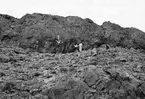 Boplats för Dromolaa leucura               Col de Sfa,  Algeriet 1910                     fam. Alanida, ordn. Tättingar