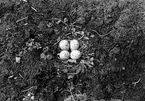 Bo av större strandpipare, Charadrius hiaticula, (kan ej tyda ordet före major)  Sefentjärn 30/6 1927                       Foto. N. Nilsson