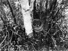 Bo på marken av rödvingetrast, Turdus iliacus.                                            Tullus 30 maj 1920 Jemtland                  N. Nilsson foto