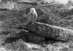 Fjelluggla, Bubo scandiacus, på Signilskär ( på flyttning)                        18/4 1927                                           Foto hvem?