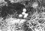 Bo av svarta storken, Ciconia nigra       Viborg, Jylland, Danmark                    foto P. Skovgaard