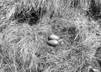 Bo av storlom, Gavia arctica             Fålatjärn, Rödöns socken 11 juni 1922 Foto N. Nilsson