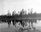 Häckningsterräng för fiskgjuse, Pandion haliaetus                                           Falun, Dalarna 24/5 1924                    Foto E. Geete?