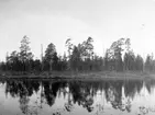 Häckningsterräng för fiskgjuse, Pandion haliaetus                                           Idre, Dalarna 24 maj 1924                   Foto E. Geete