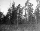 Pandion haliaetus, fiskgjusebo             Särna ., Dalarna                               Foto E. Geete