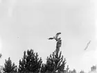 Buteo lagopus, fjällvråk tätt invid uven Ljungen 21 okt 1917