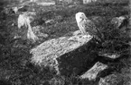 Fjelluggla, Bubo scandiacus         Signilskär april 27                             Foto hvem?