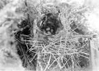 Bo av Lavskrika (Garrulus infaustus) 24 April 1930.