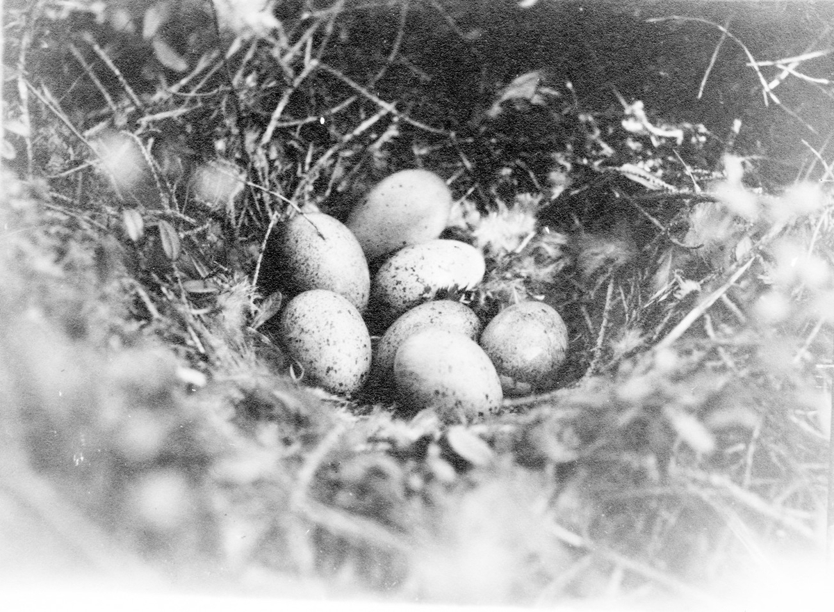 Fågelbo av Tjäder (Tetrao urogallus) 19 Juni 1909.