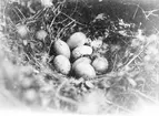 Fågelbo av Tjäder (Tetrao urogallus) 19 Juni 1909.