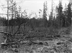 Häckningsteräng för Tranor (Gruidae)   16 Maj 1920