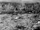 Ruvande Strandpipare (Charadrius)      15 Maj 1927