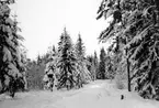 Vägen Tånnö-Vaxtorp feb-1955