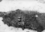 Lestors parasitiea, Bullerön 1913, foto Anders Liljefors