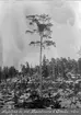 Bo av havsörn nära dalarö, foto Wibeck 15 april 1913