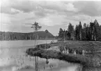 Biotop för smålom på spetsar av de långa stående tallarna mitt för tecknet x Bergtjära nedanför s.v sidan av Fiskåfjället, Klumpvattnet, Jämtland  Edv. Wibeck 28/6 1923