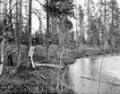 Knipholk i (?) 3 oruv. Ägg 21/5 1925. Knipholk vid stranden av Sohonggijaune 1 mil n. om mussjek Jokkmokk. Holken innehöll vid fototillfället 3 st oruv. Knipägg