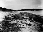 Häcknigsterräng för strandskata. 1 juni 1930.