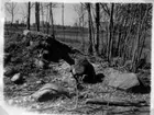 Skkepplanda sn, Högstorp. Rester av hällkista i skadad gravhög från Ö. N.I. Svensson 1948. Neg 1387 a