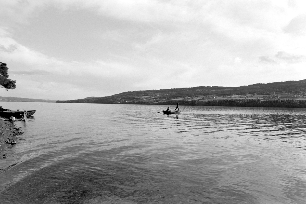 Lågåsild, lagsildfiske, på Ring i Ringsaker. 