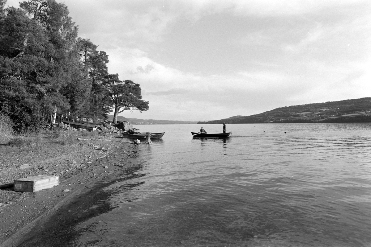 Lågåsild, lagsildfiske, på Ring i Ringsaker. 