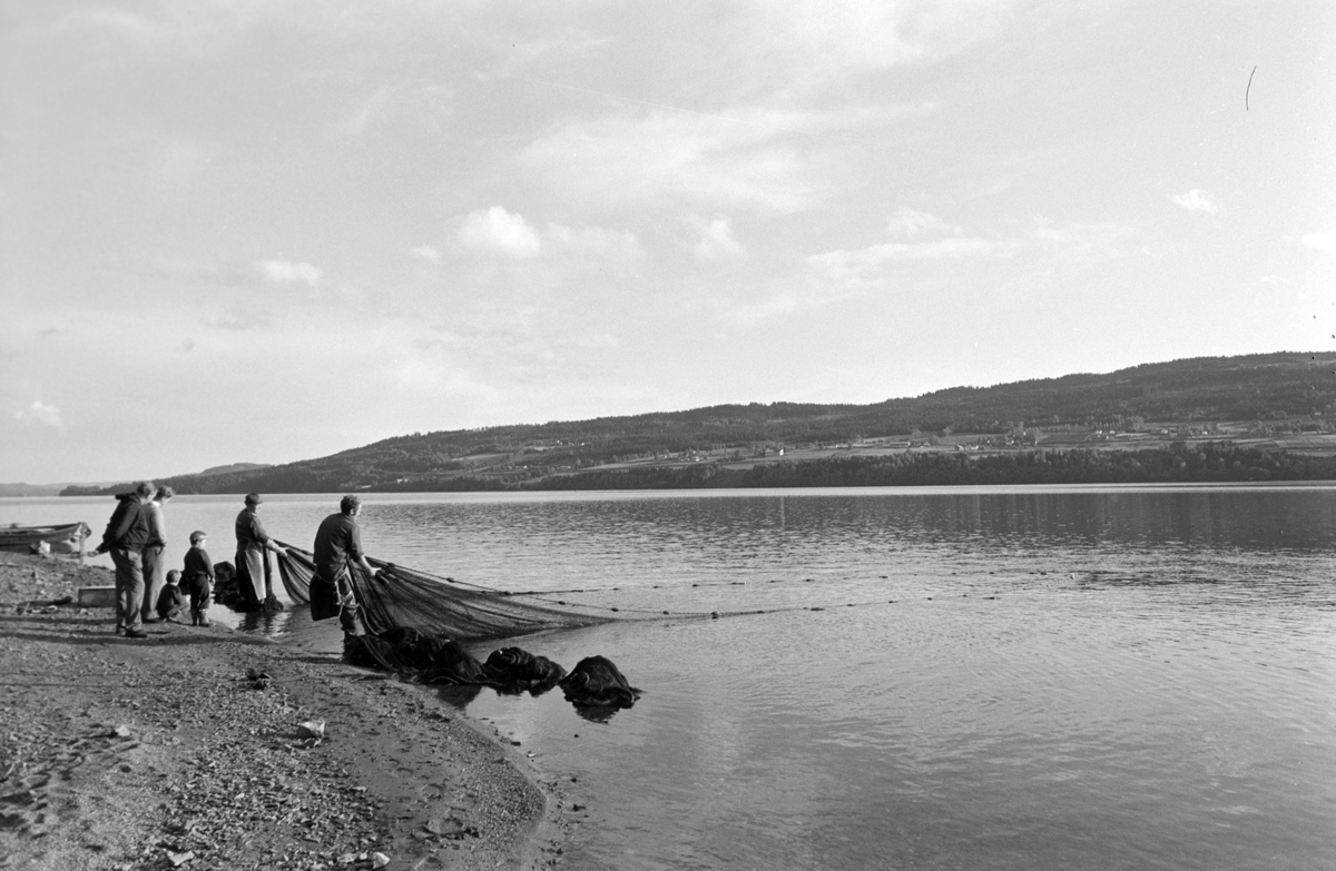 Lågåsild, lagsildfiske, på Ring i Ringsaker. 