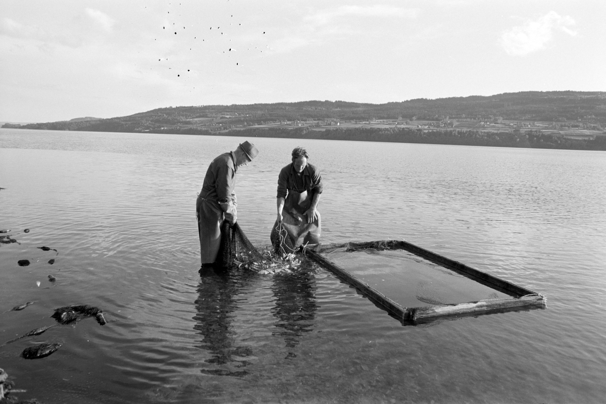 Lågåsild, lagsildfiske, på Ring i Ringsaker. 