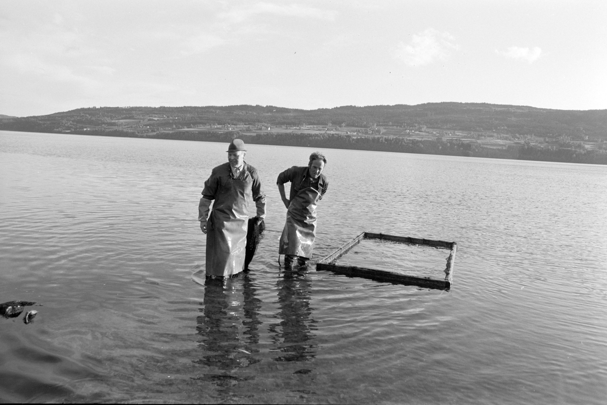 Lågåsild, lagsildfiske, på Ring i Ringsaker. 