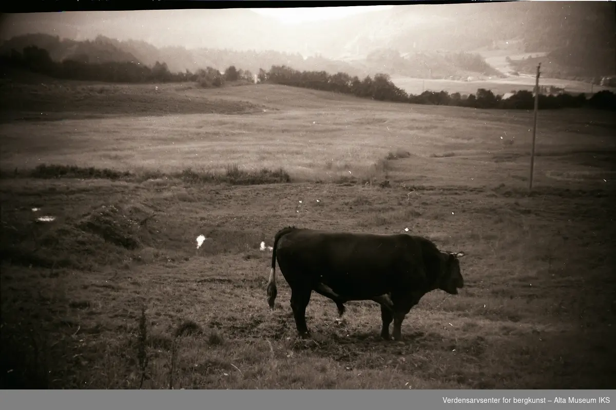 Okse på et jorde, med skog og fjell i bakgrunnen.
Fra landbrukshøgskolen på Sem.
Bildet er tatt i 1943.