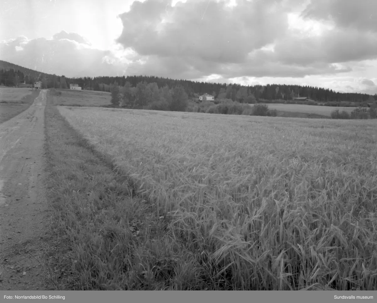 En stor grupp bilder från Ljungaverk, byggnader, gårdar, terräng och landskap. Fotograferat för Fosfatbolaget.
