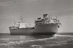 Lastmotorfartyget BISKOPSÖ av Stockholm på provresa i Öresund 14 sept. 1956.