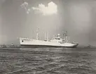 M/S EIDANGER. Foto från Köpenhamn den 4.6.1958.