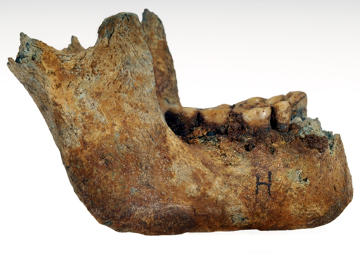 Underkäke med 9 tänder.
Mandibula.