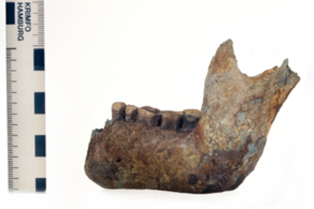 Underkäke med 9 tänder.
Mandibula.