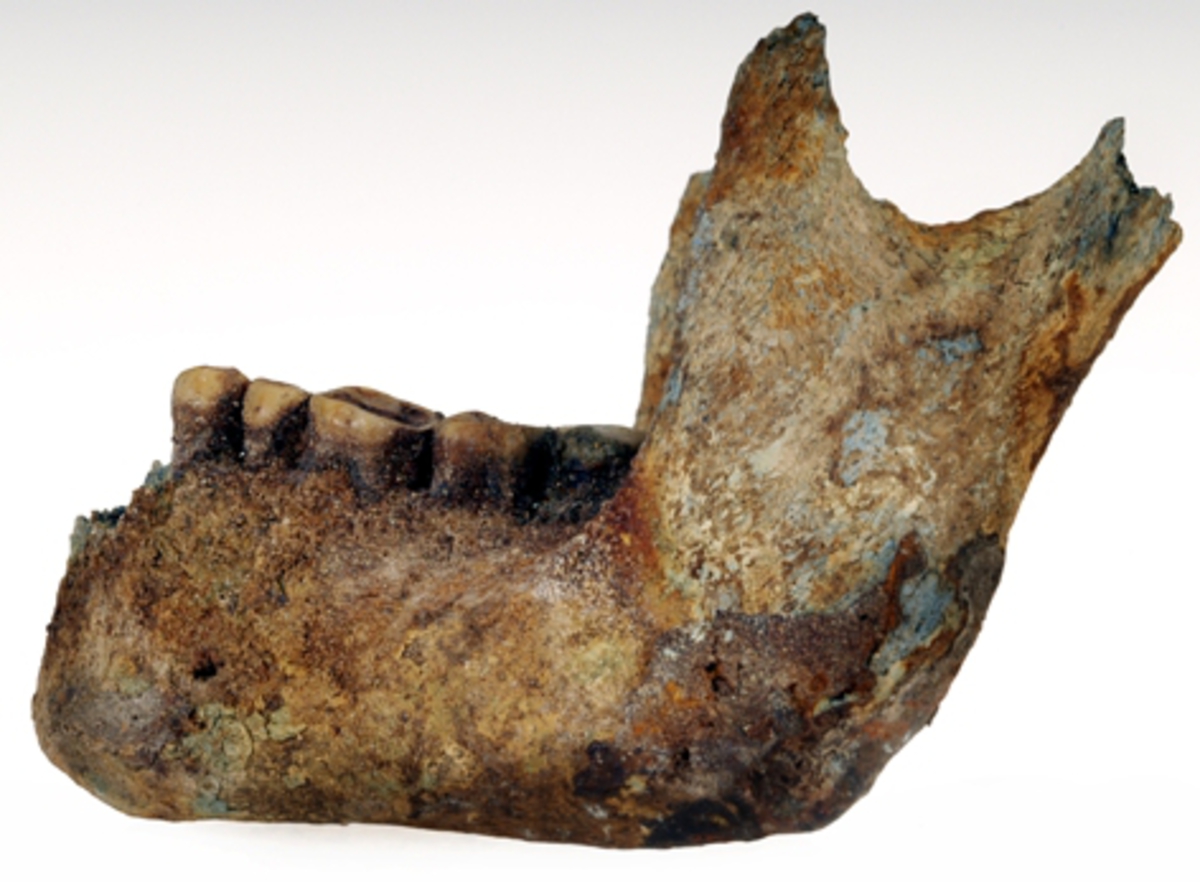 Underkäke med 9 tänder.
Mandibula.