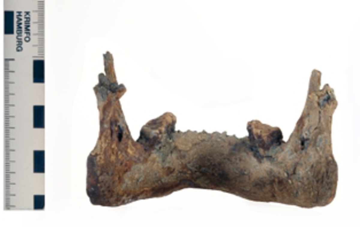 Underkäke med 9 tänder.
Mandibula.