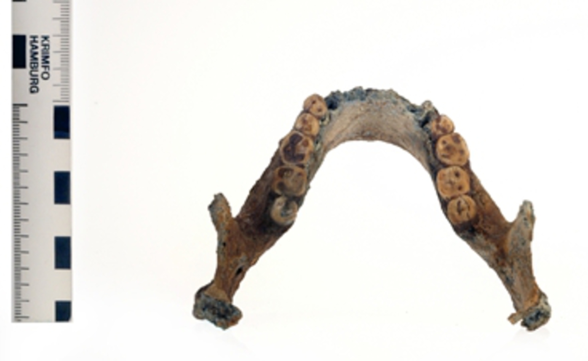 Underkäke med 9 tänder.
Mandibula.
