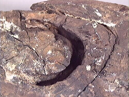 Lavetthjul fram, svåra skador och förorenad yta. Har avfasade kanter.

Front truck of a gun carriage, heavy damage and multiple impurities. Both bevelled edges.