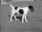 Hund, Uppsala 1937