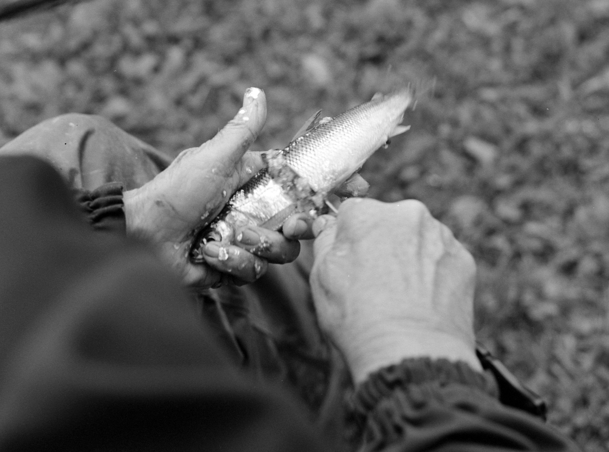 Aslaug Lier, lågåsildfiske, lagsild,  Helgøya, fiske i Mjøsa, Nessundet, robåt, garnfiske.
