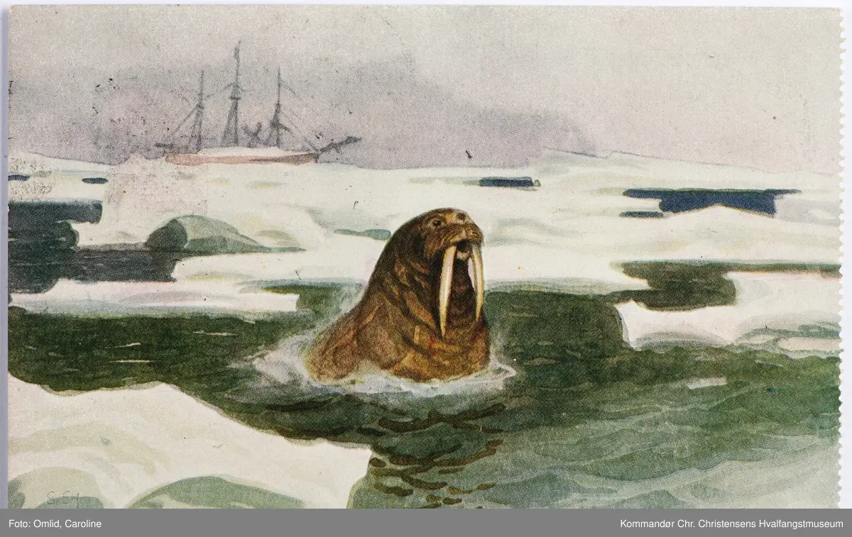 Roald Amundsen. Hvalross og seilskute i ishav