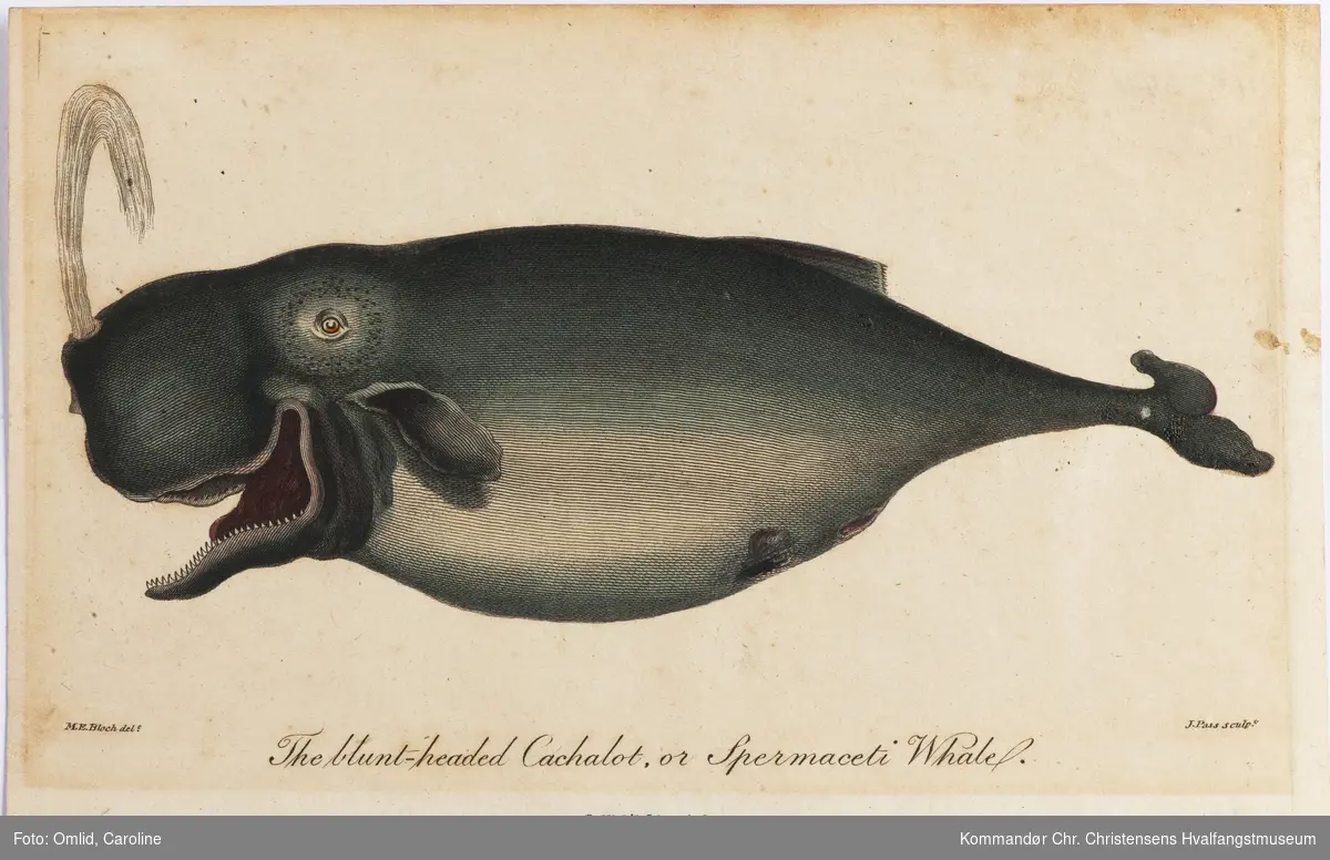 Spermasetthval. The blunt-headed Cachelot, or Spermaceti Whale. 