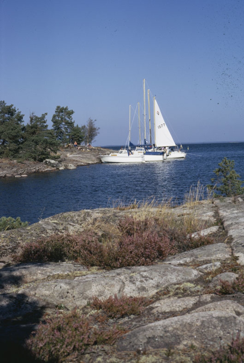 Albin-båtar förtöjda vid holme. Marknadsföringsbild.